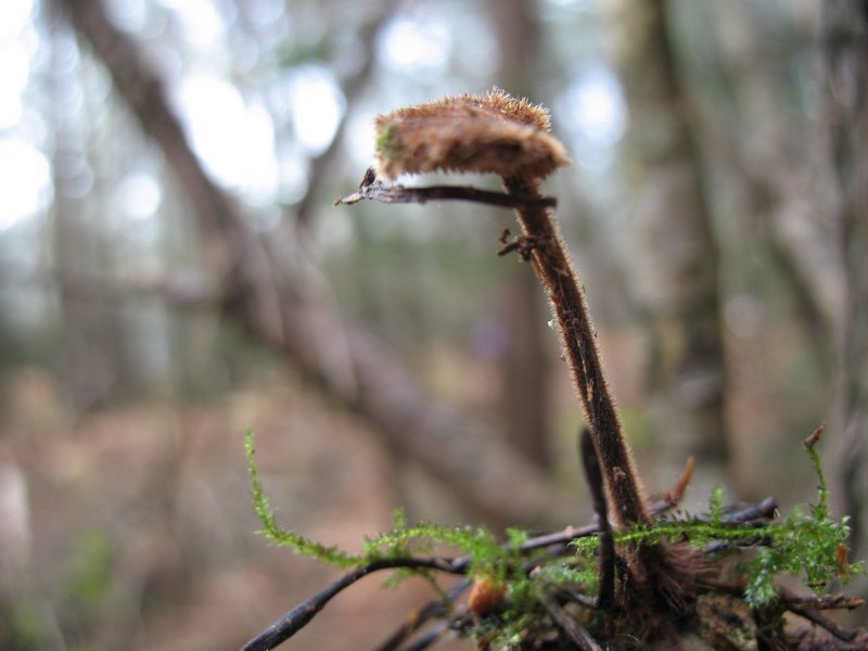 2006-11-Mycologie au Bocquet